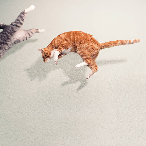 Poster Cats in mid air against white wall