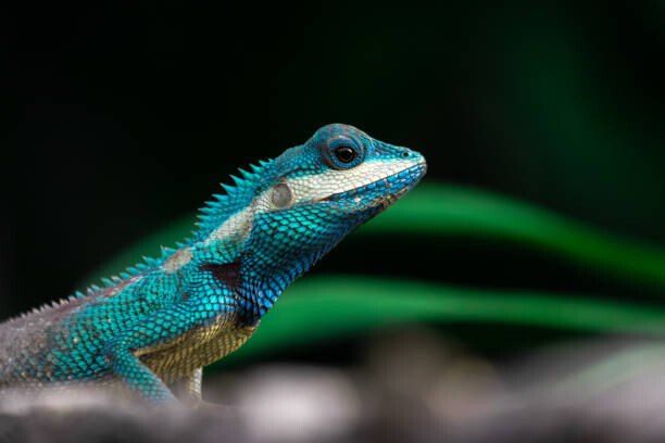 Poster Close-up shot of The blue-crested lizard.