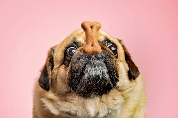 Poster Dog being teased with a biscuit