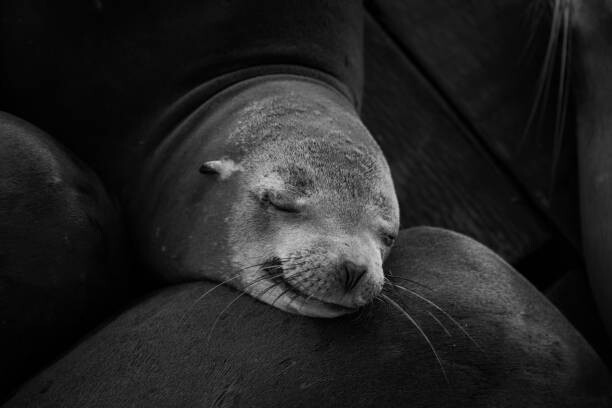 Poster Grayscale closeup shot of a cute sleeping seal