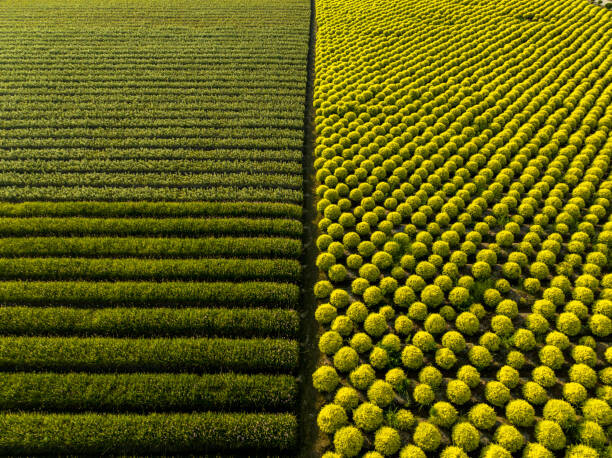 Poster High Angle View Of Shrub
