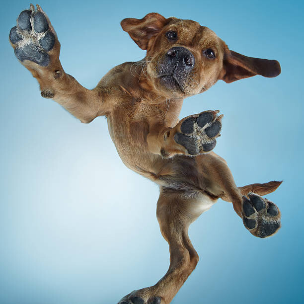 Poster Labrador Puppy Dancing