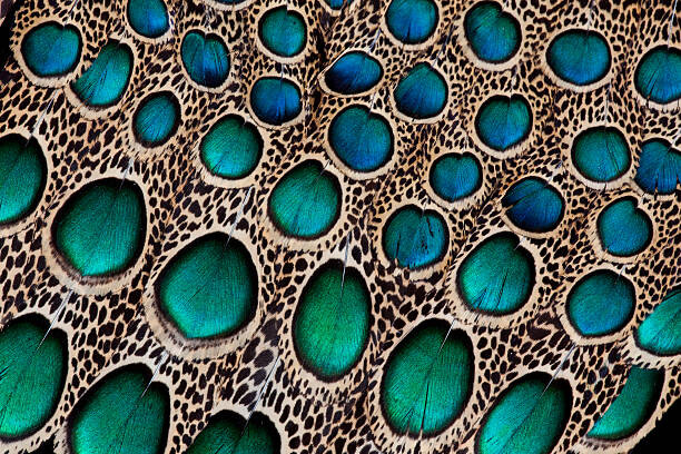 Poster Maylay Peacock Feather Design wing feathers