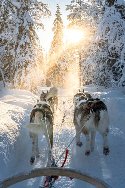 Poster Personal perspective of person dogsledding in