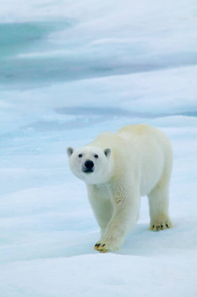 Poster Polar Bear on Sea Ice, Sniffing the Air