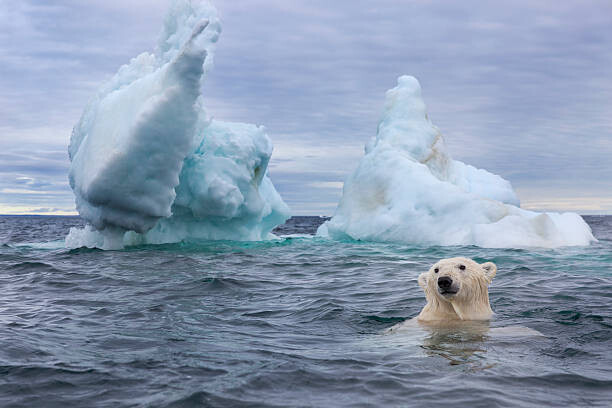 Poster Polar Bear Swimming near Sea Ice
