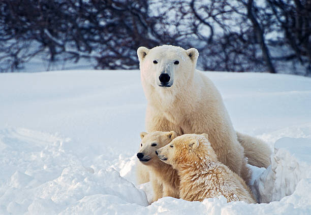 Poster Polar Bear with Cubs