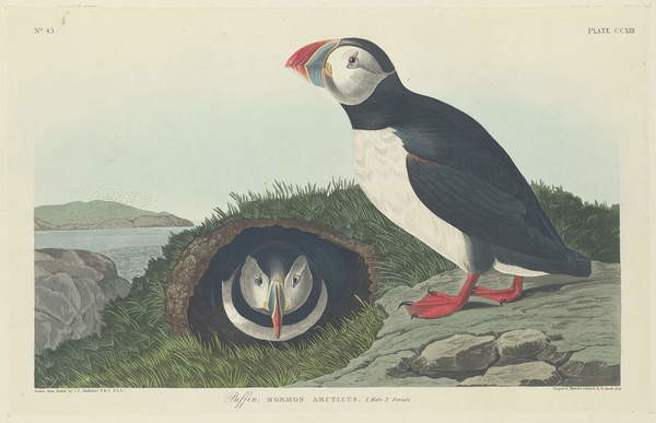 Poster Puffin, 1834