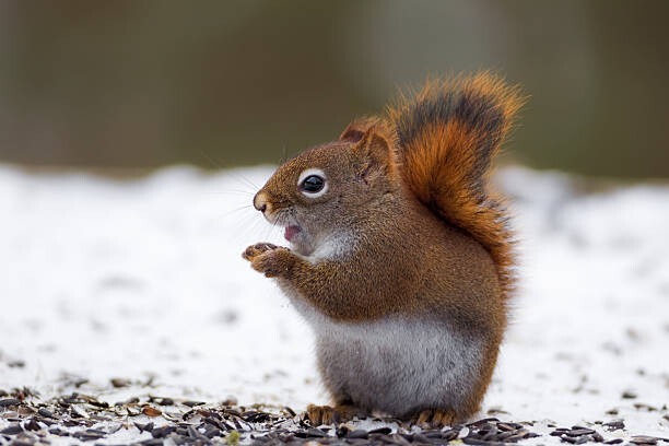 Poster Red Squirrel on snow