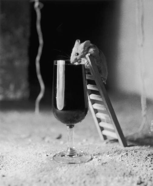 Poster Soused Mouse
