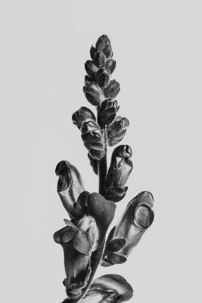 Poster Strange and Beautiful