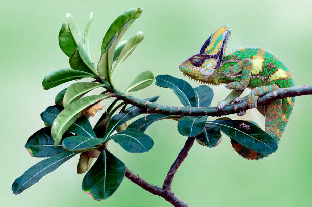 Poster Veiled chameleon sitting on a branch, Indonesia