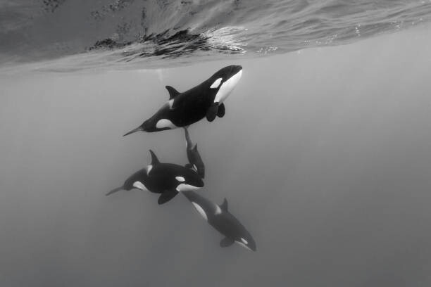 Slika na platnu Pod of female orcas, killer whales,