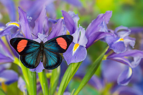 Slika na platnu Tropical butterfly on blue iris