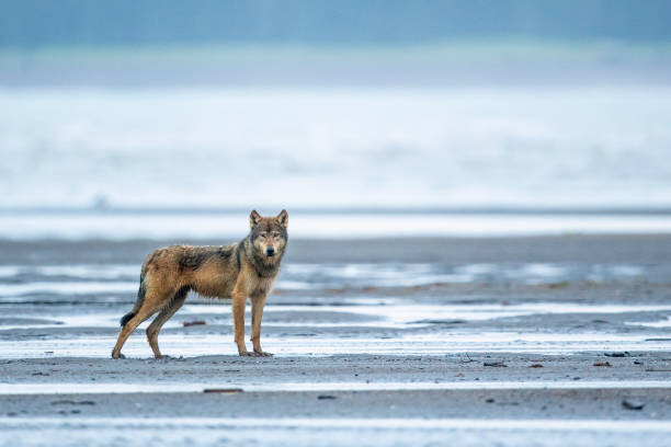 Slika na platnu An Alaskan coastal wolf