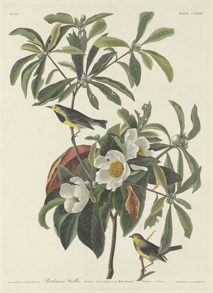 Slika na platnu Bachman's Warbler, 1834