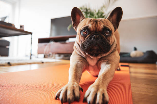 Slika na platnu French Bulldog puppy stretching on yoga mat