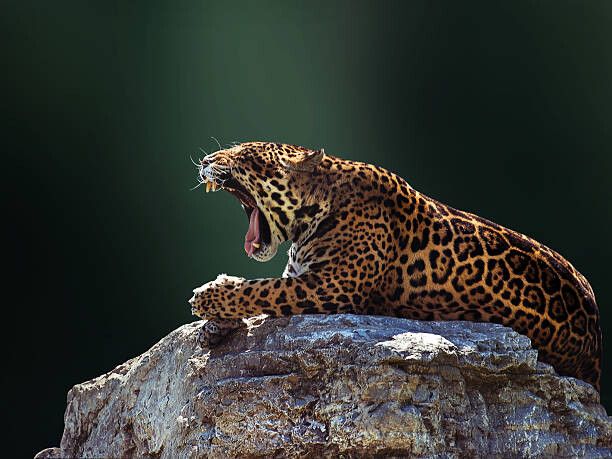 Slika na platnu Jaguar