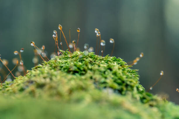 Slika na platnu Moss sporangia with morning dew (close-up)