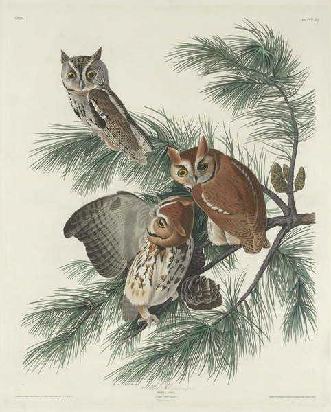 Slika na platnu Mottled Owl, 1830