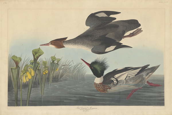 Slika na platnu Red-breasted Merganser, 1838