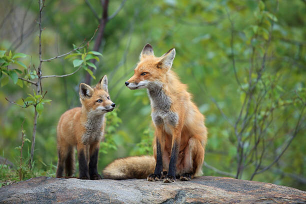 Slika na platnu Red Fox & Kit