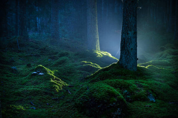 Slika na platnu Spruce forest with moss at night
