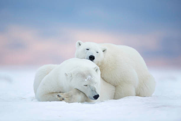 Slika na platnu Two polar bears sleeping in the snow, Alaska, USA