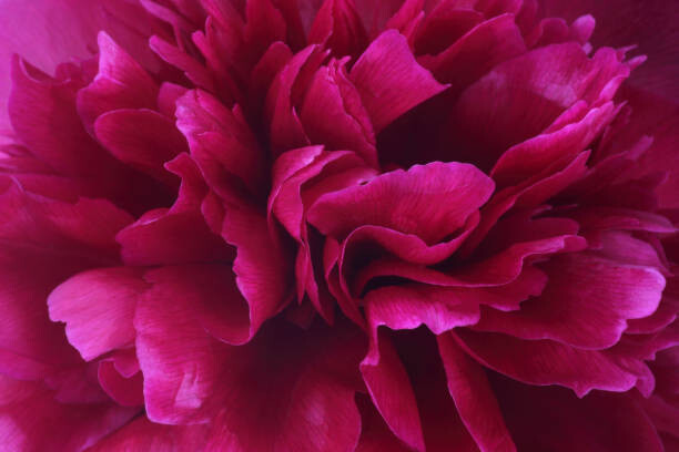 Slika na platnu Vibrant deep pink petals at centre