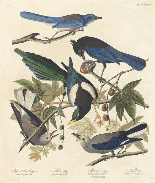 Slika na platnu Yellow-billed Magpie, Stellers Jay, Ultramarine Jay and Clark's Crow