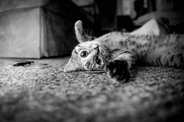 Наклейка Play Time