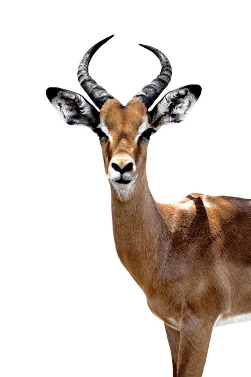 Art Print on Demand Antelope White Edition