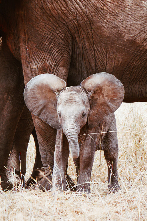 Art Print on Demand Baby Elephant