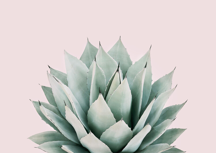 Art Print on Demand Blushing succulent