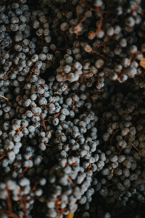 Art Print on Demand Dry fruits from nature