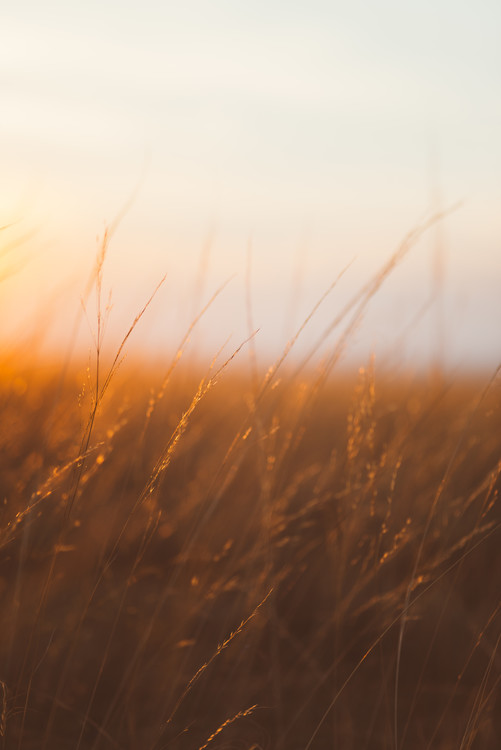 Art Print on Demand Last sunrays over the dry plants