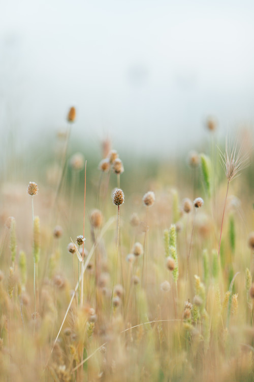 Art Print on Demand Pastel colour plants