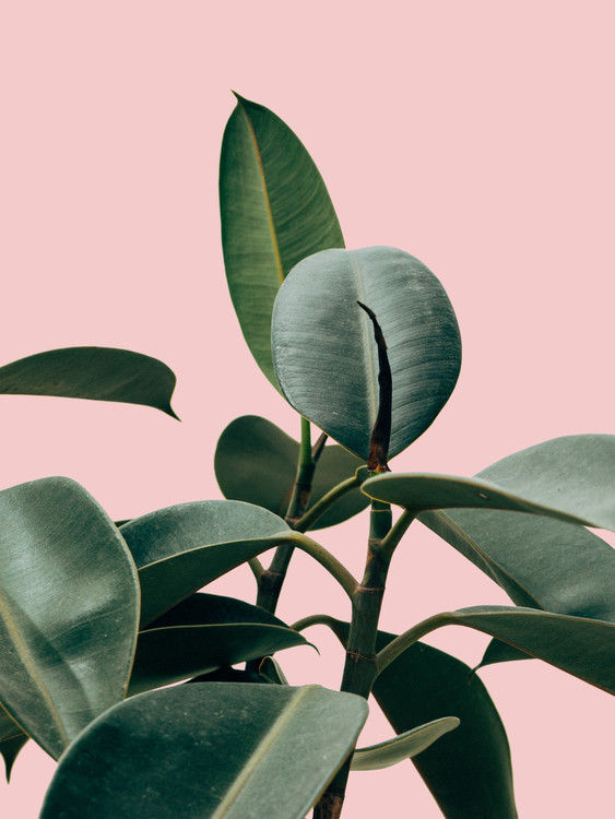 Illustration pinkpalm2