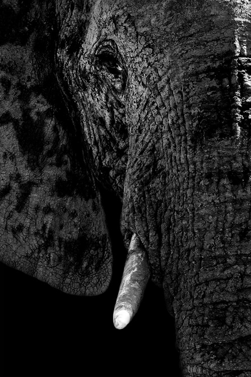 Art Print on Demand Portrait of Elephant Black Edition