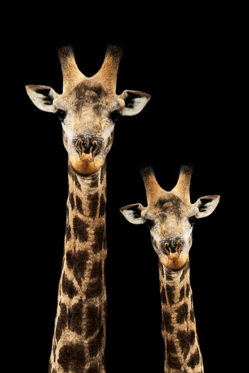 Art Print on Demand Portrait of Giraffe and Baby Black Edition