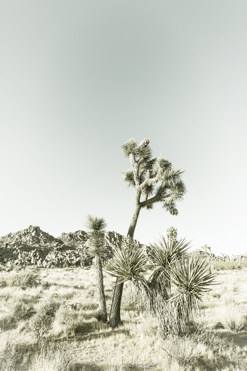 Art Print on Demand Vintage Joshua Trees