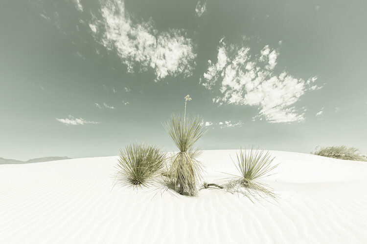 Art Print on Demand White Sands Vintage