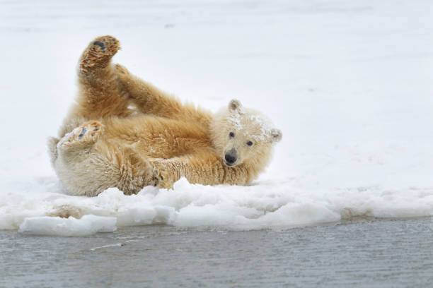 Μπλουζάκι Polar bear cub