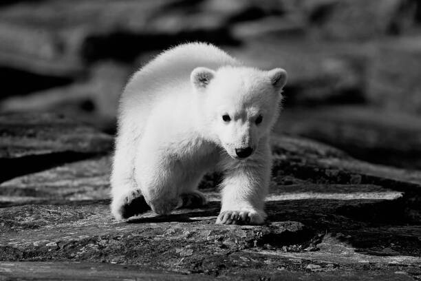 Sticker Polar bear