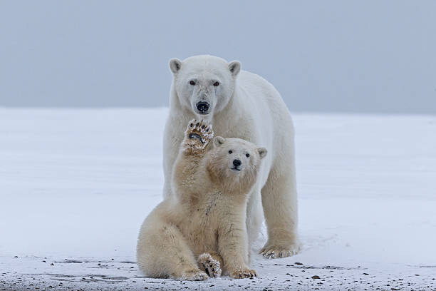 Sticker Polar bear