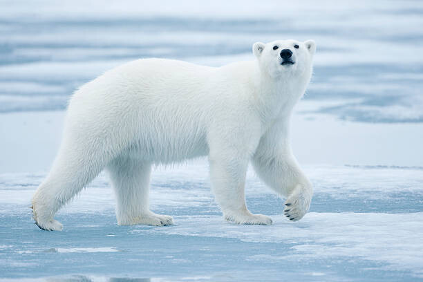Sticker Polar Bear, Svalbard, Norway