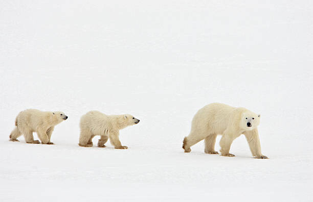 Тениска Polar bear walking with two cubs