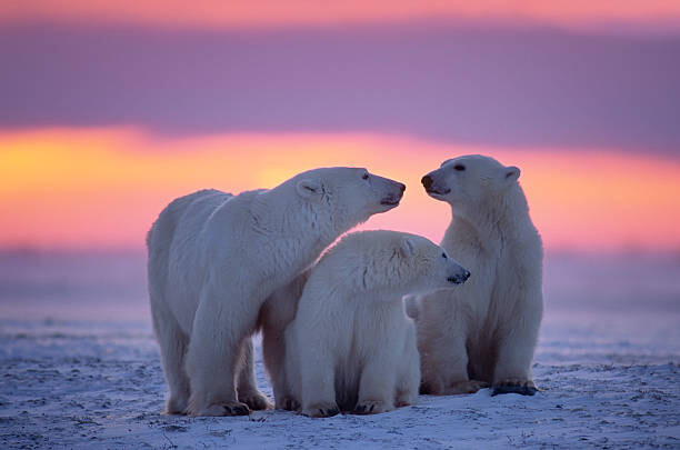 Тениска Polar bear with yearling cubs