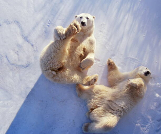 Sticker Polar bears  lying on backs,
