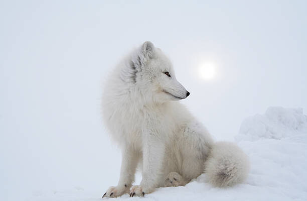 Μπλουζάκι Polar fox in overcast day.